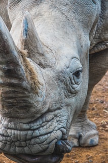 portrait of rhino