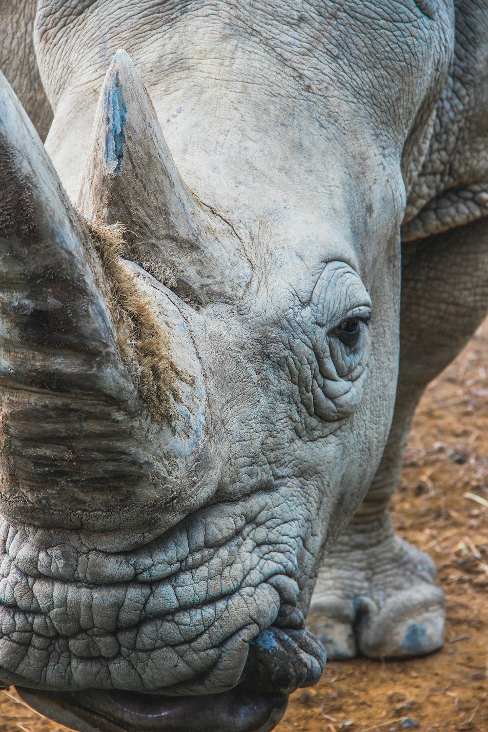 portrait of rhino