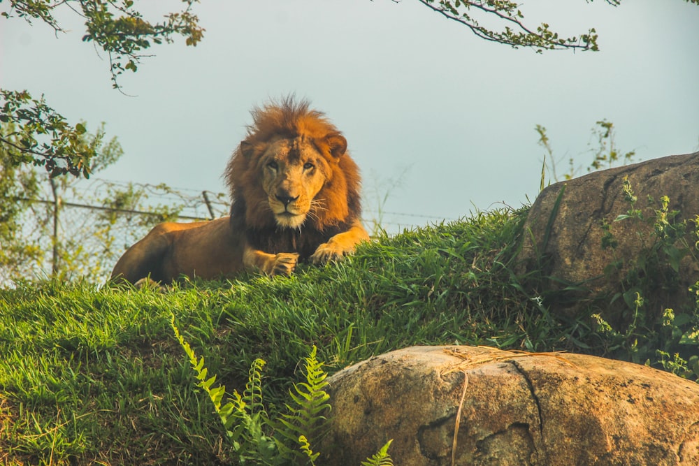 芝生に座るライオン