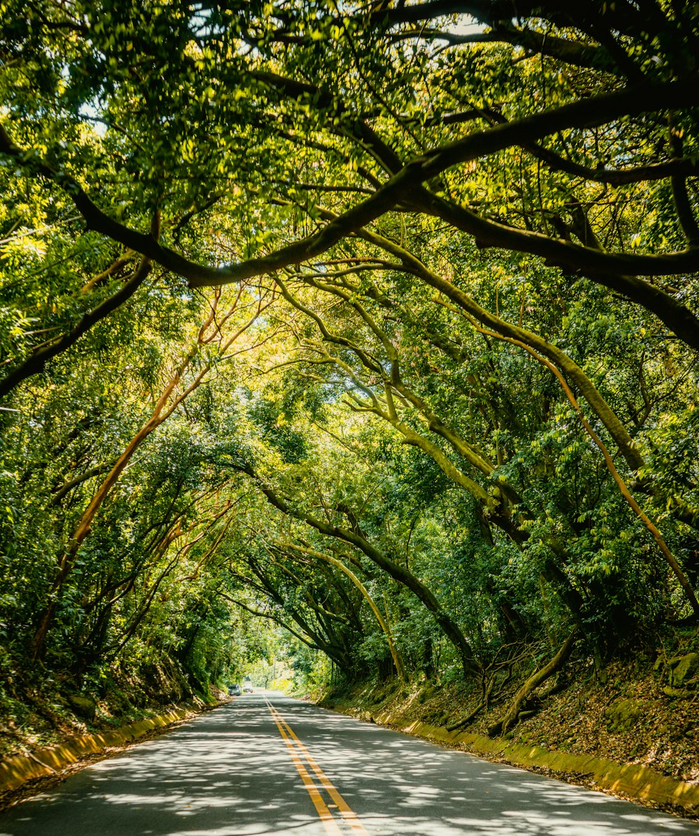 trees beside road