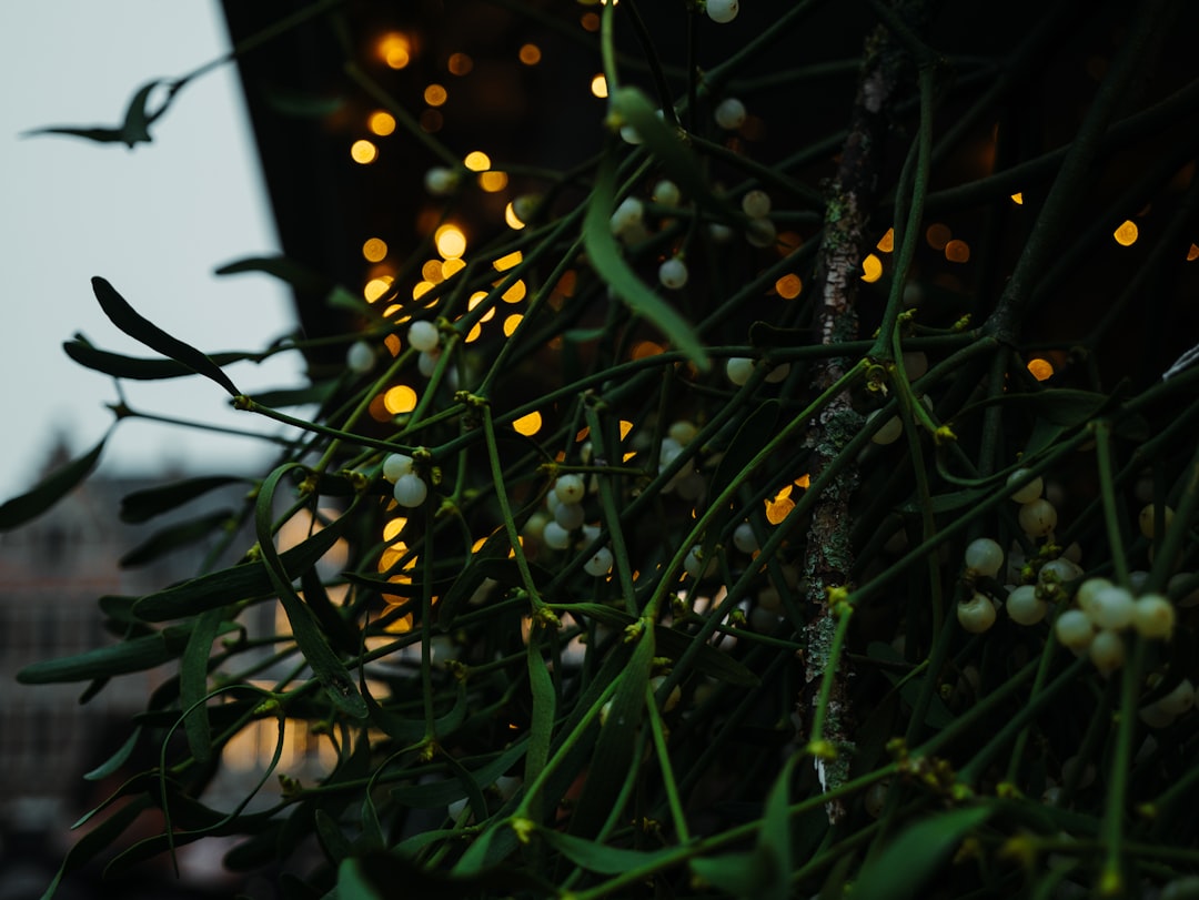 green leafed plant