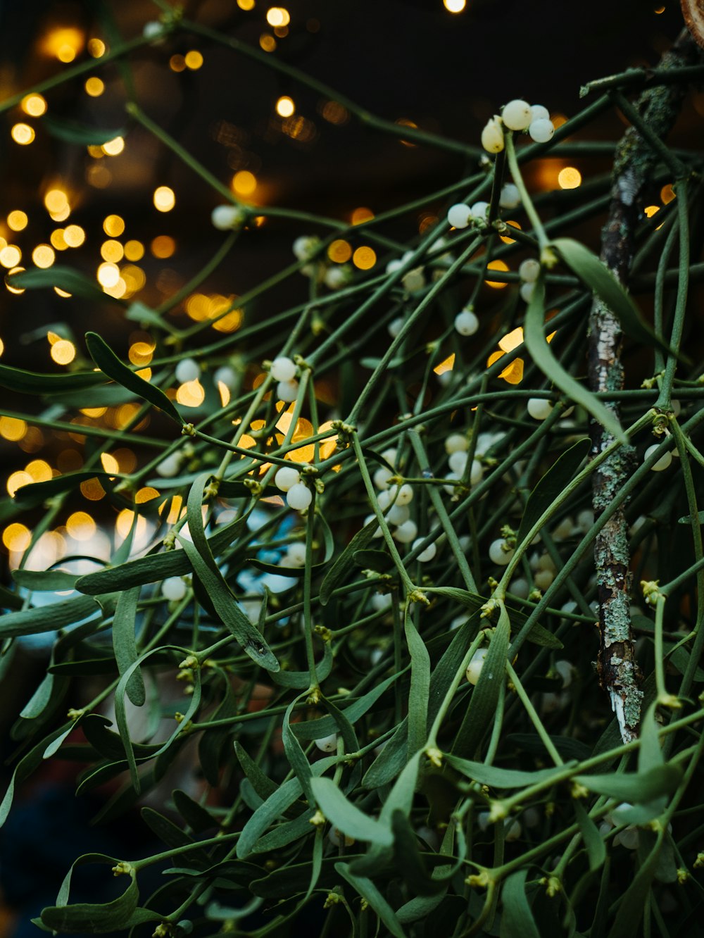 green leafed plant