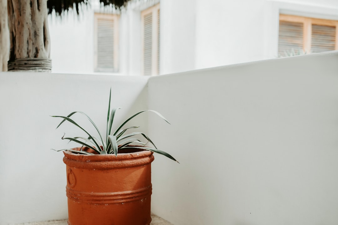 green leafed plant on brown pot beside wall