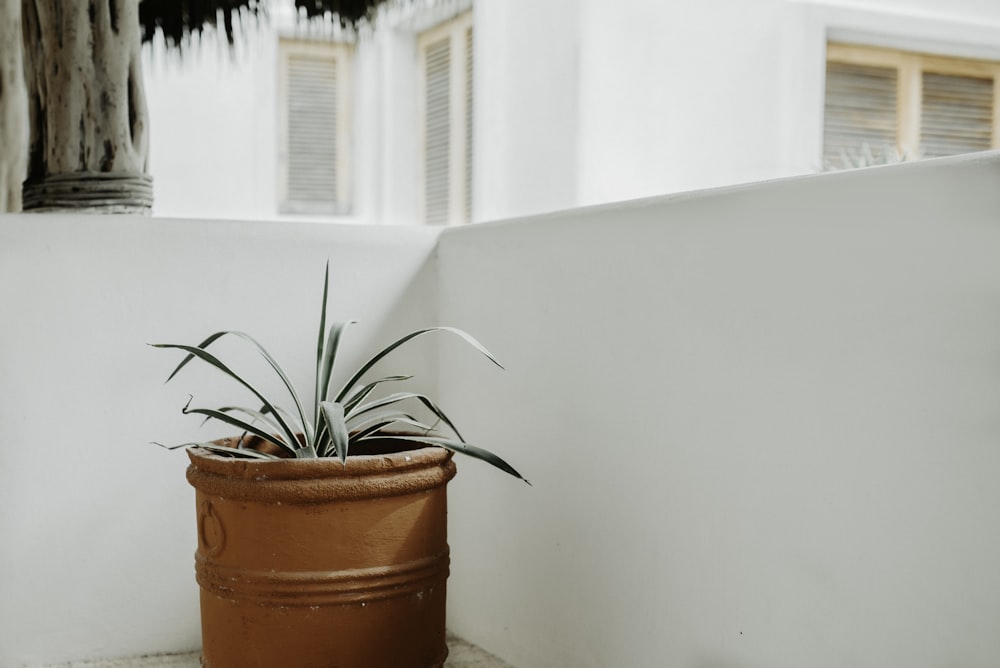 green leafed plant on brown pot beside wall