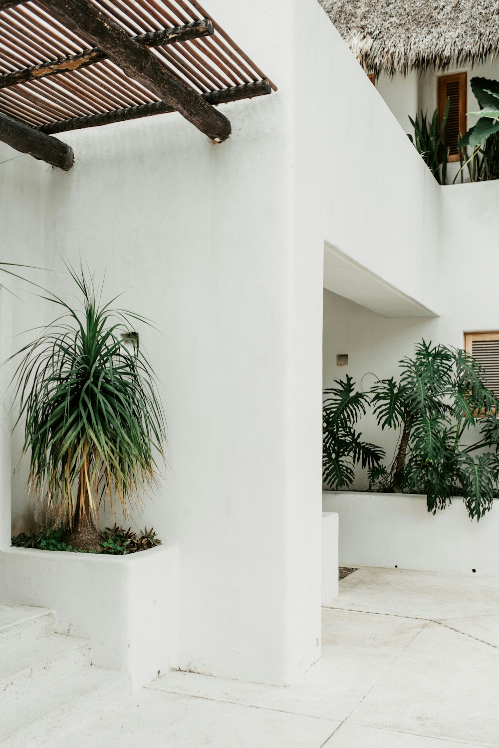 green leafed plant beside wall