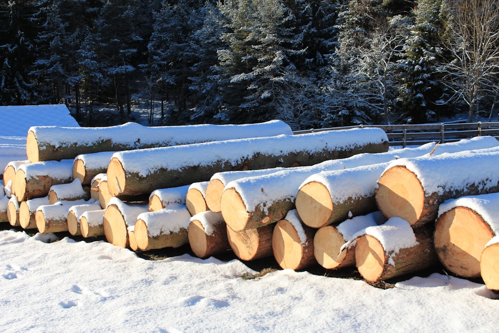 brown log trees