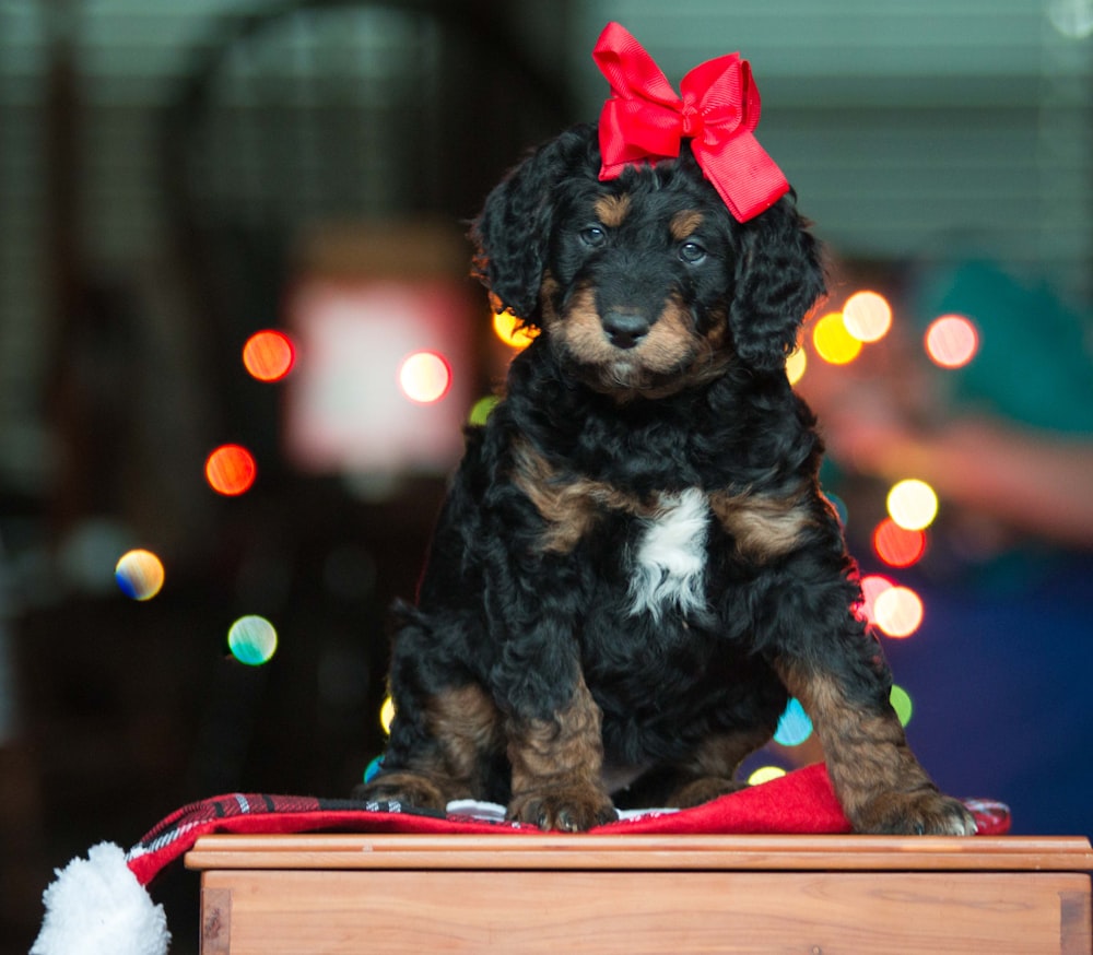 puppy on table