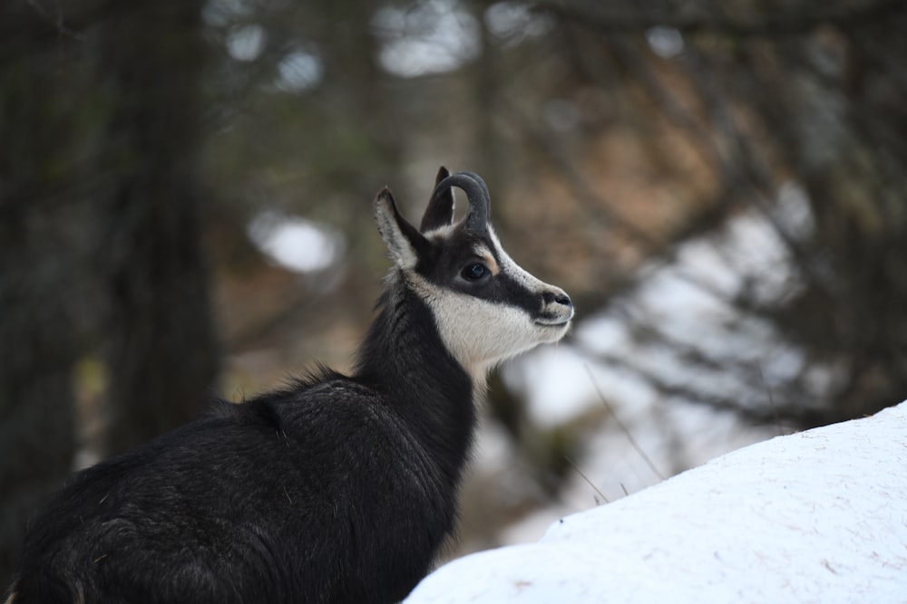 black and white deer