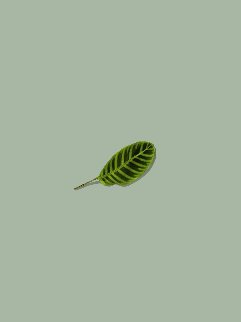 green leaf