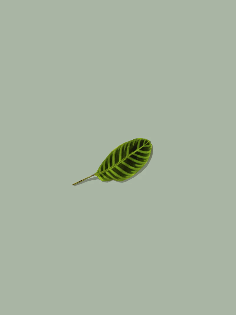 Gambar Kulit Buku Cerpen Perniagaan Sabun Minyak Kelapa Dara Herba