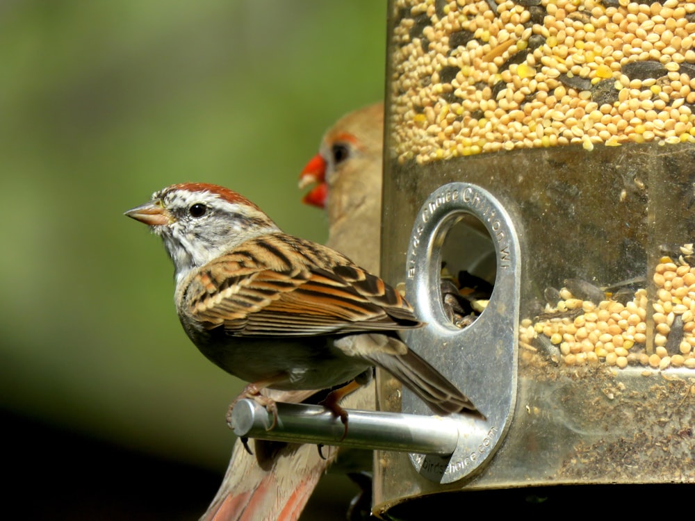 bird on pet feeder