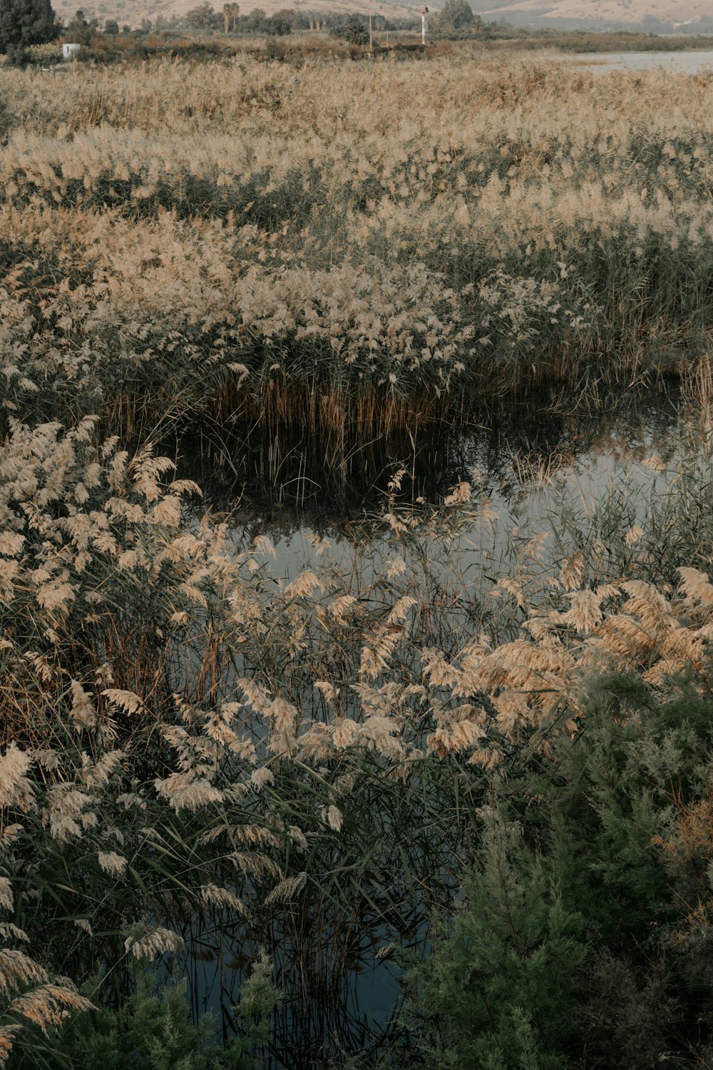 brown grass field