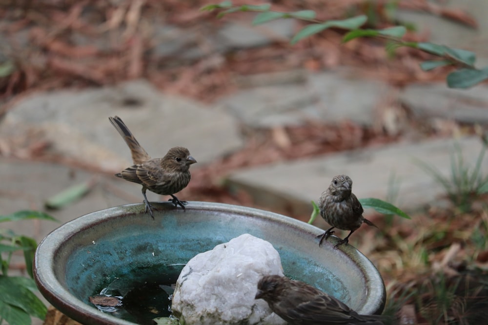 three birds on birdbath