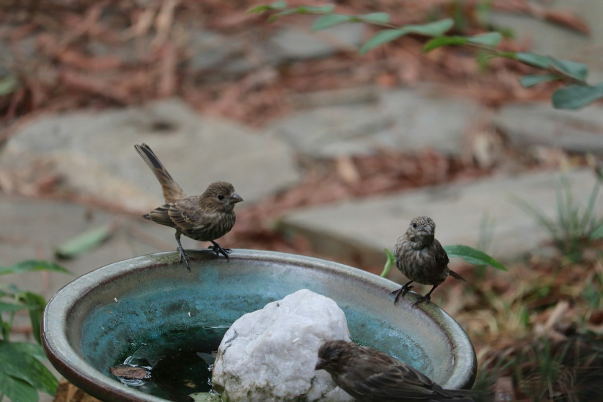 Three birds on a bird bath basin