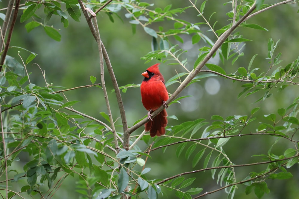 red cardinal on tree