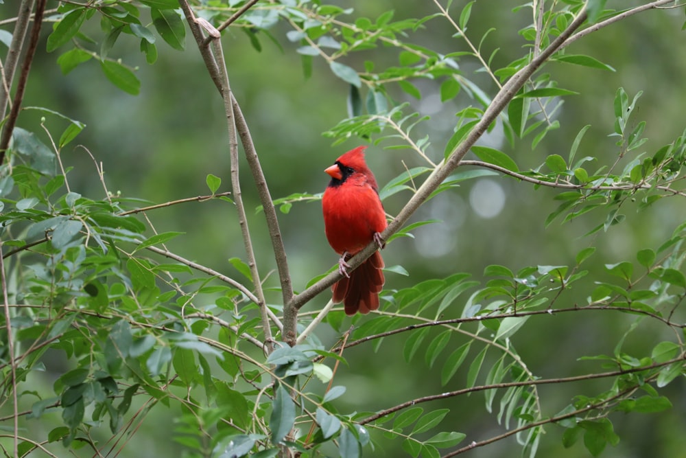 Cardenal rojo en el árbol