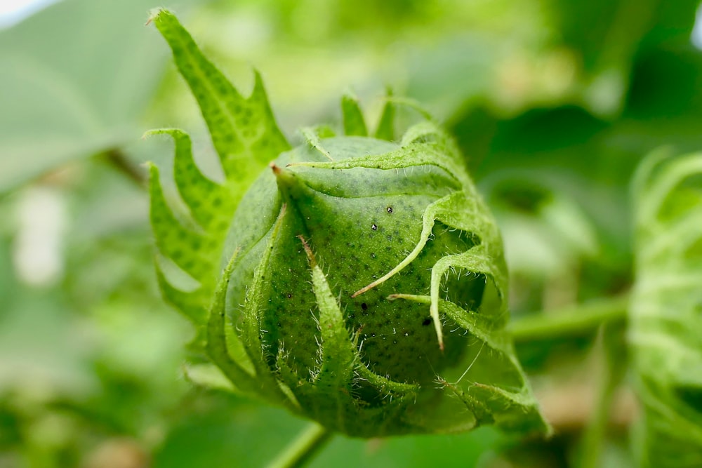 green-leafed plant