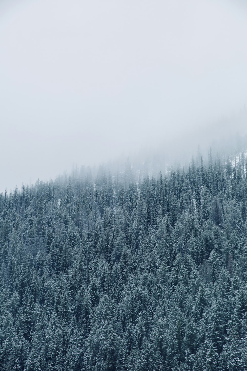 green pine trees