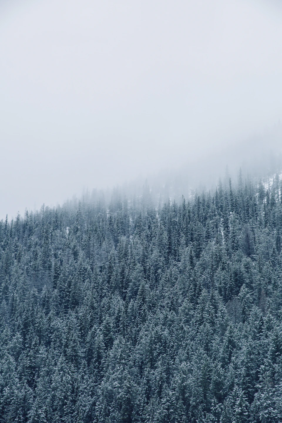 Serene winter scene on a mountain with dense forest blanketed in snow from above
