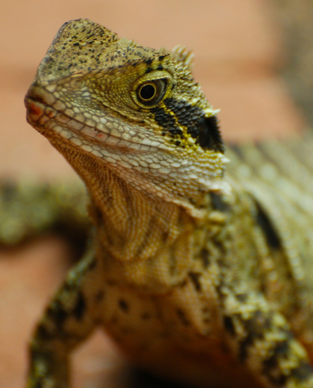 gray and brown lizard