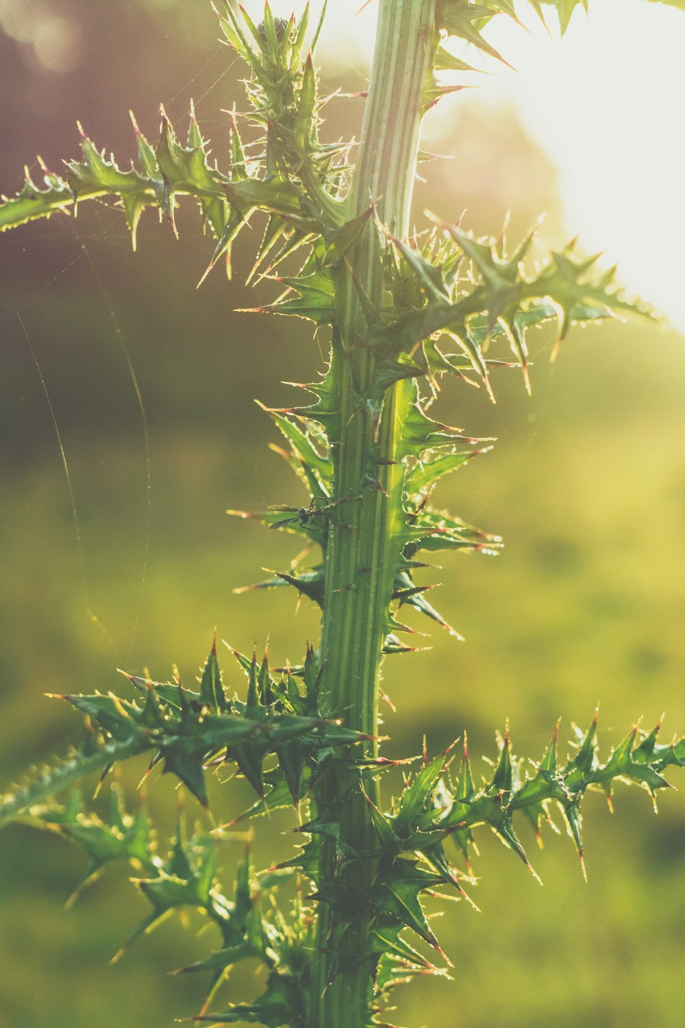 shallow focus photo of green plants