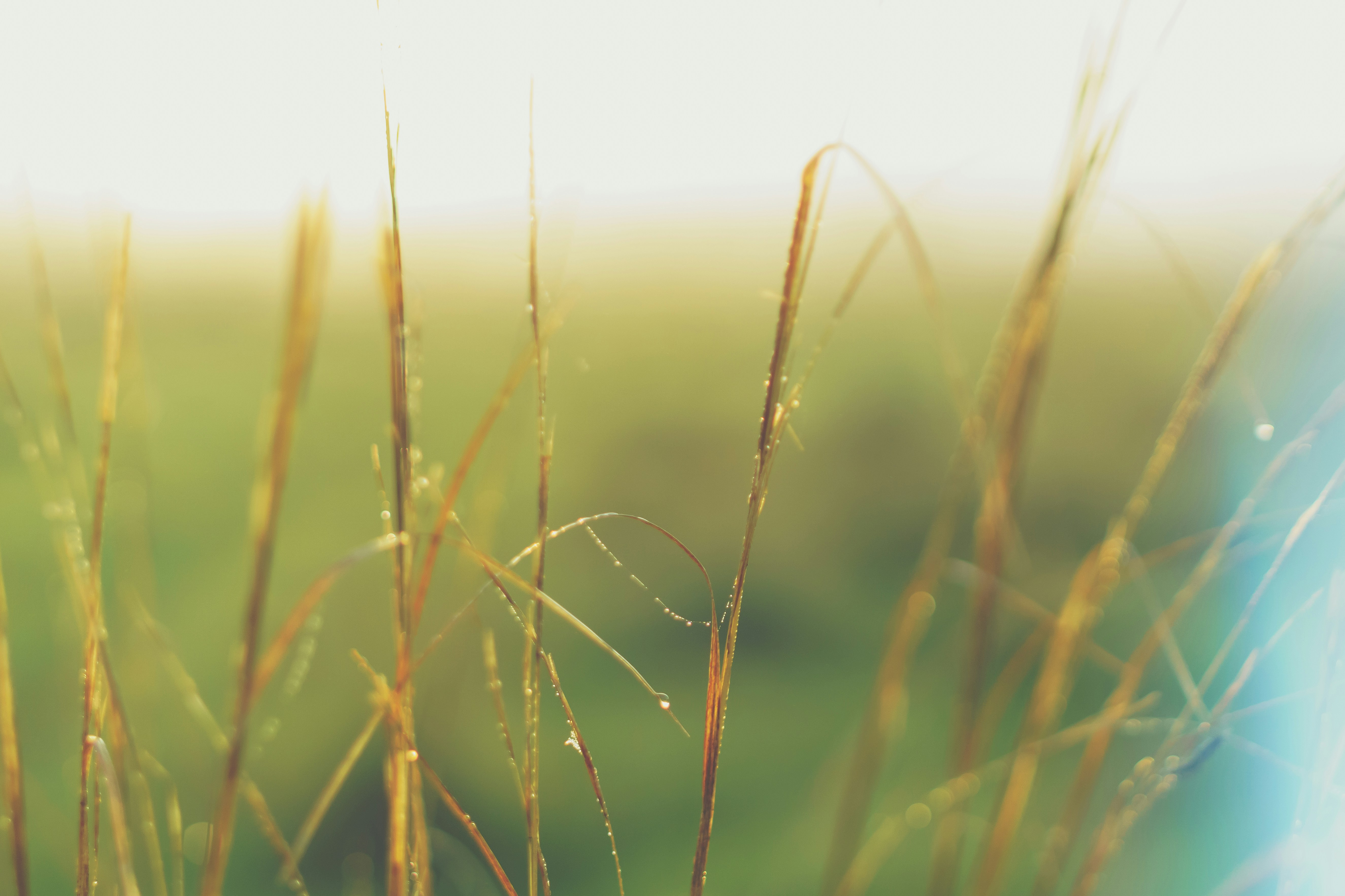 brown grass during daytime