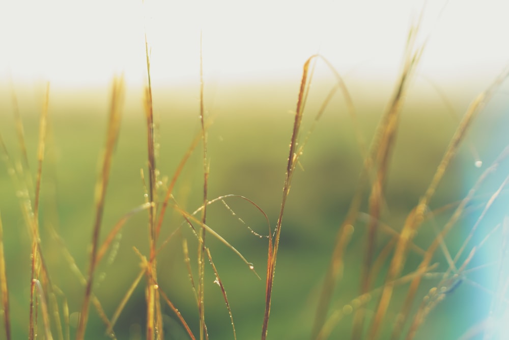 brown grass during daytime