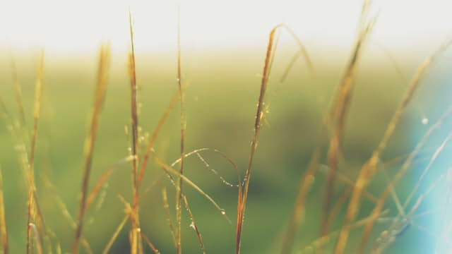 Tall-grass