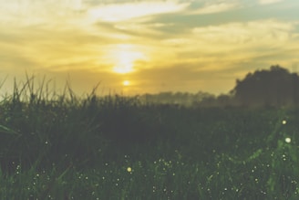 A serene landscape showing gentle rain nourishing a thriving green field at dawn.