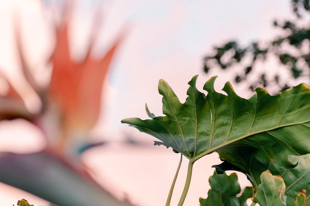 a close up of a plant with a blurry background