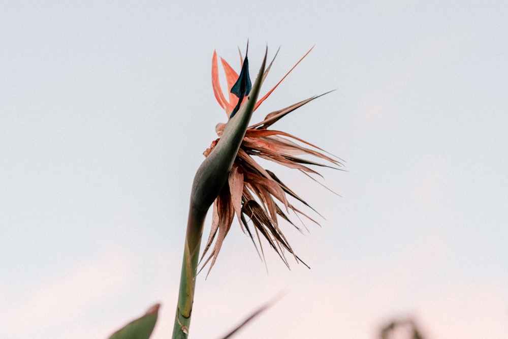 red flower in bloom