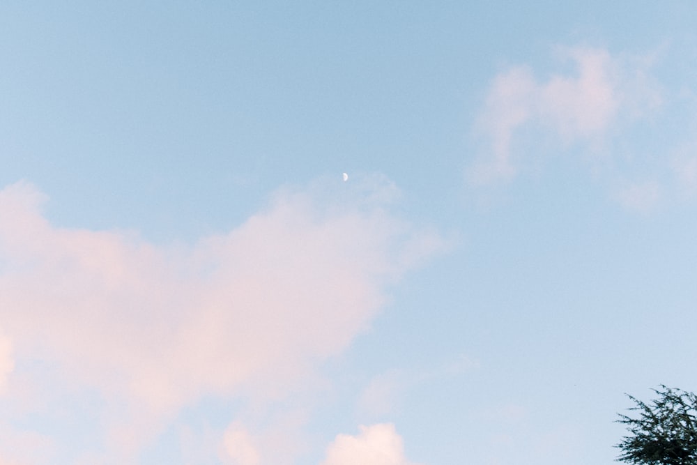 a plane flying in the sky with a tree in the foreground