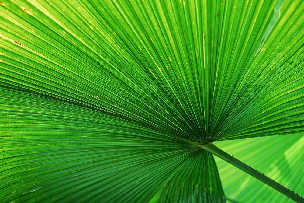 green palm plant leaf