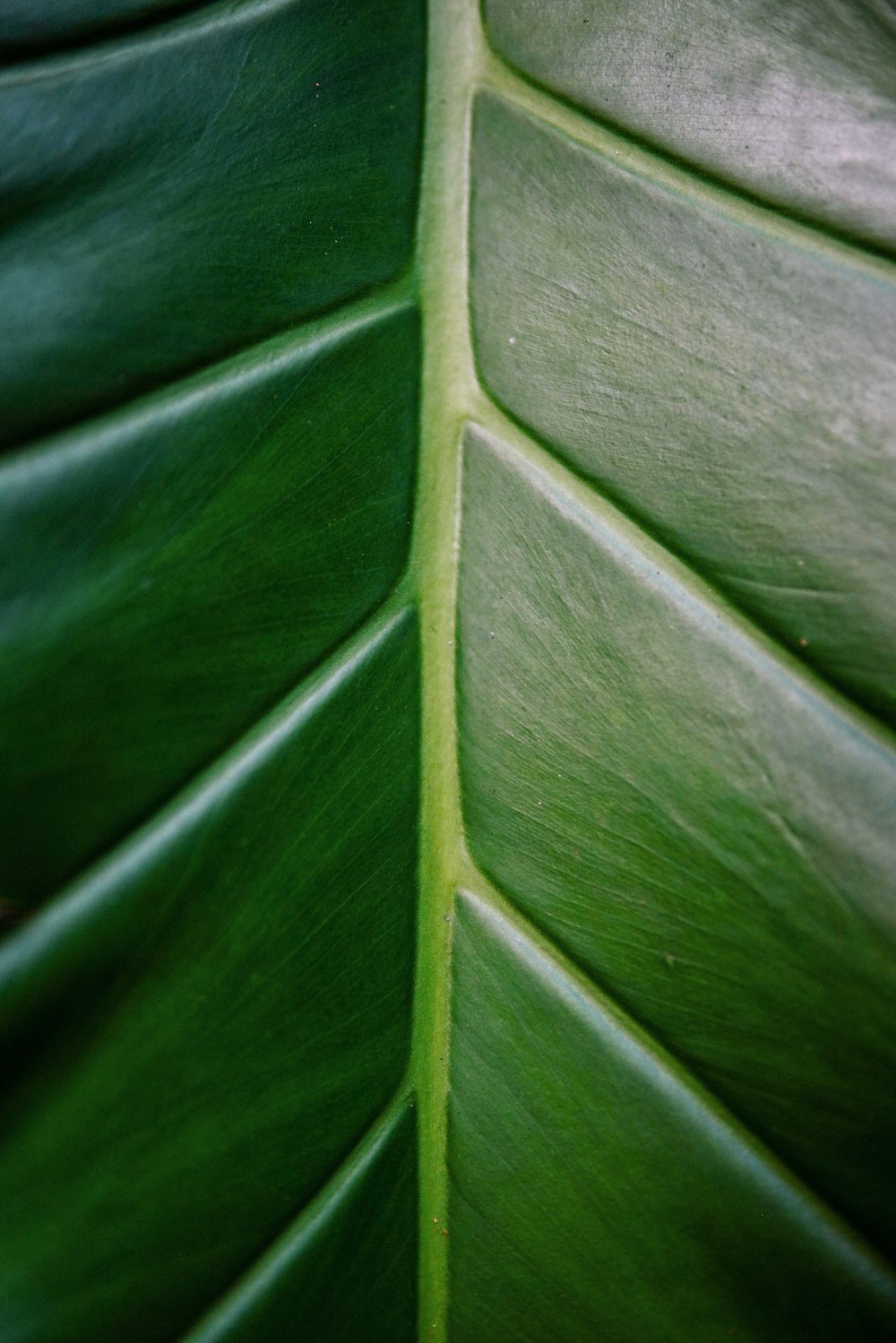 green taro leaf