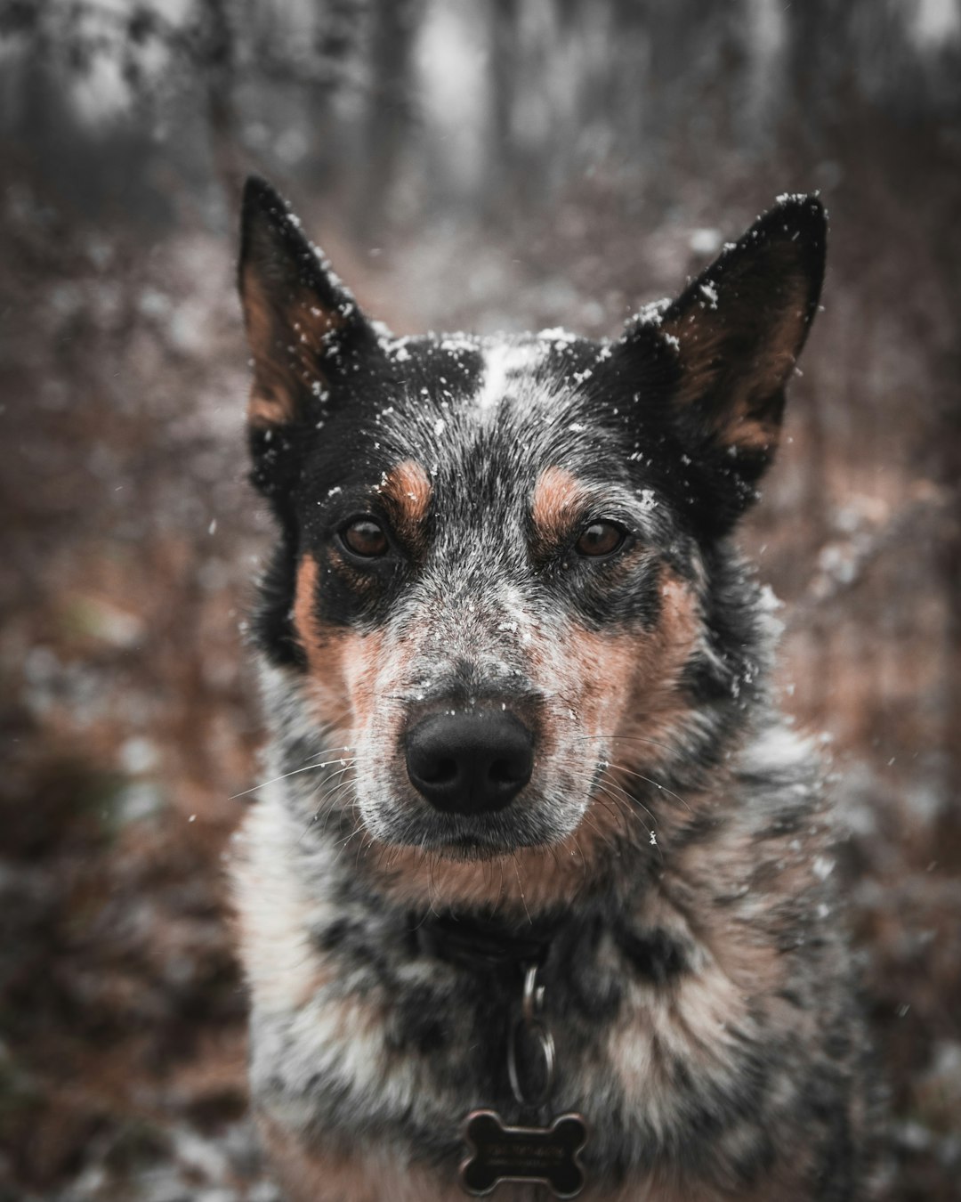 photo of brown and black dog