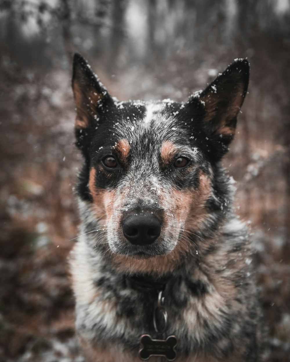 Foto de perro marrón y negro