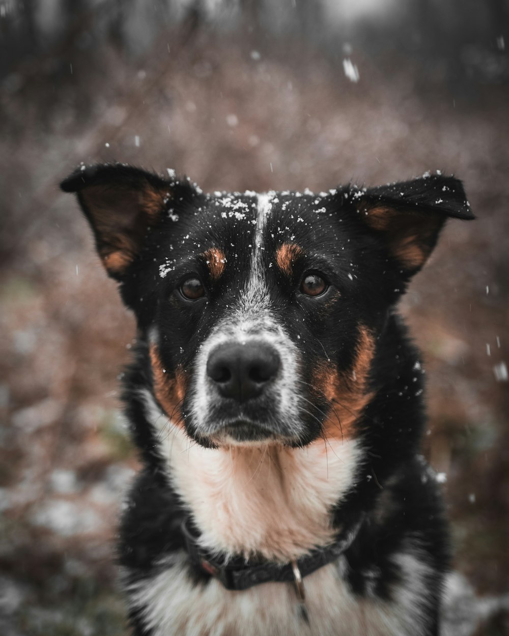 portrait photograph of white and black border collie