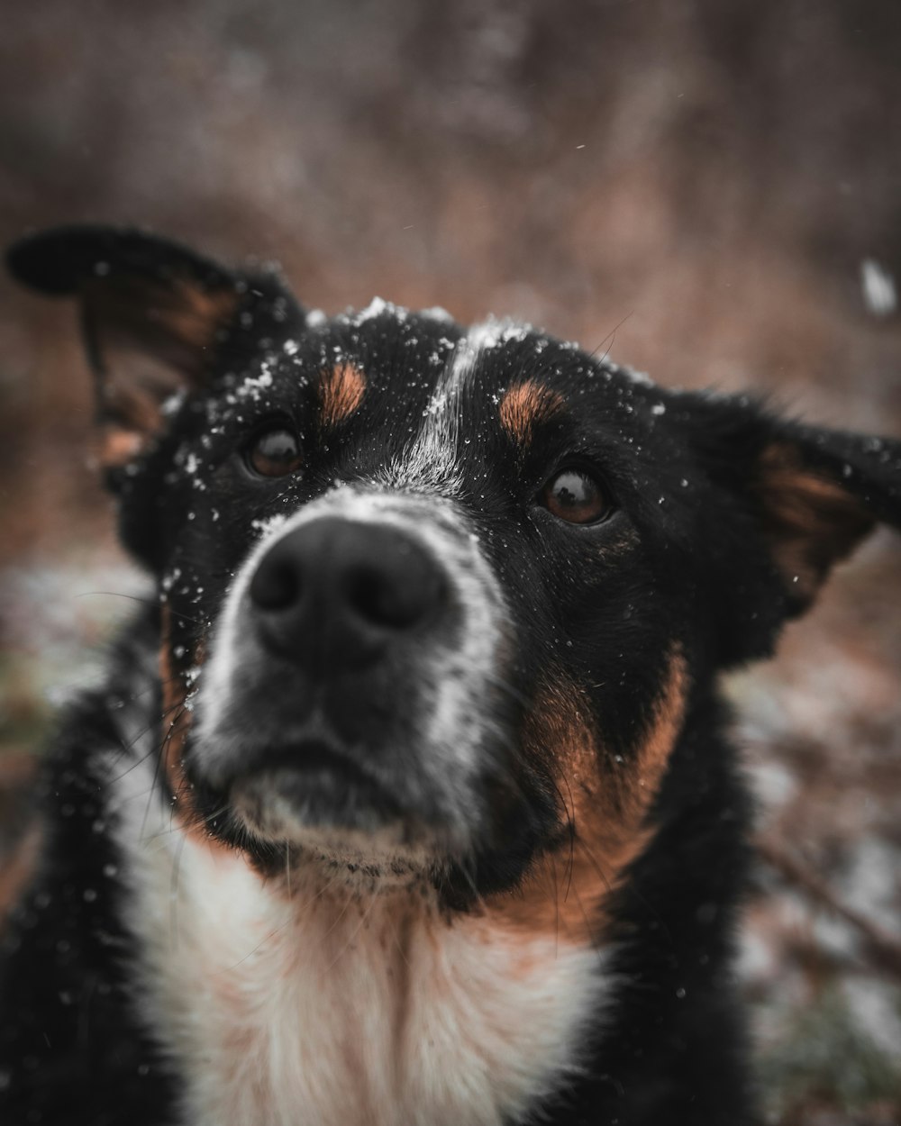 white and black border collie