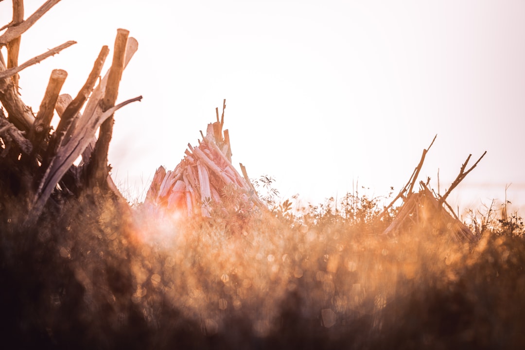 silhouette of pile of firewood