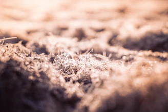 Close-up of natural soil being compacted with eco-friendly materials under sunlight.