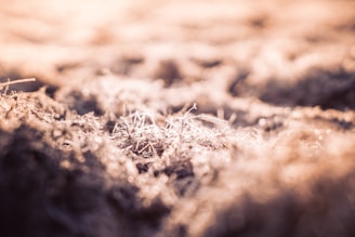 Rich black biochar spread evenly on earthy ground under soft sunlight