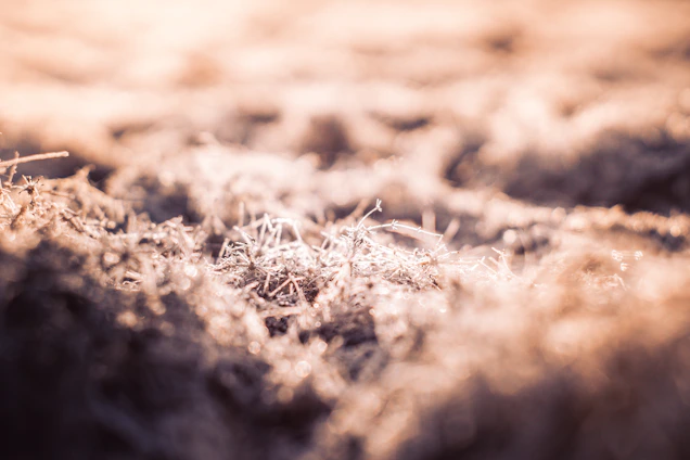 Close-up of natural soil being compacted with eco-friendly materials under sunlight.