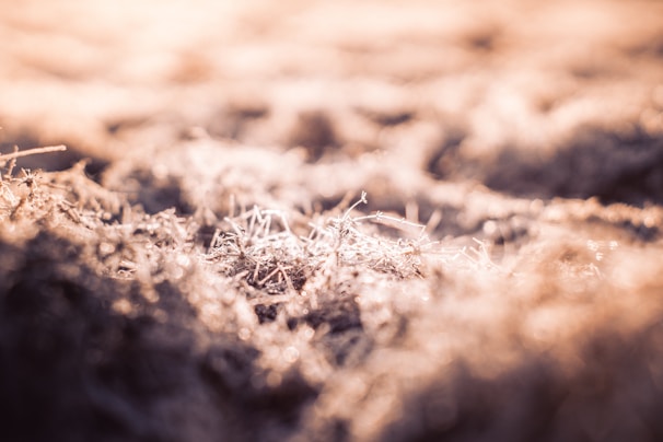 Rich black biochar spread evenly on earthy ground under soft sunlight