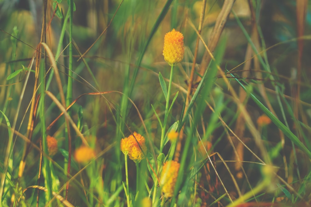 yellow flowers in bloom