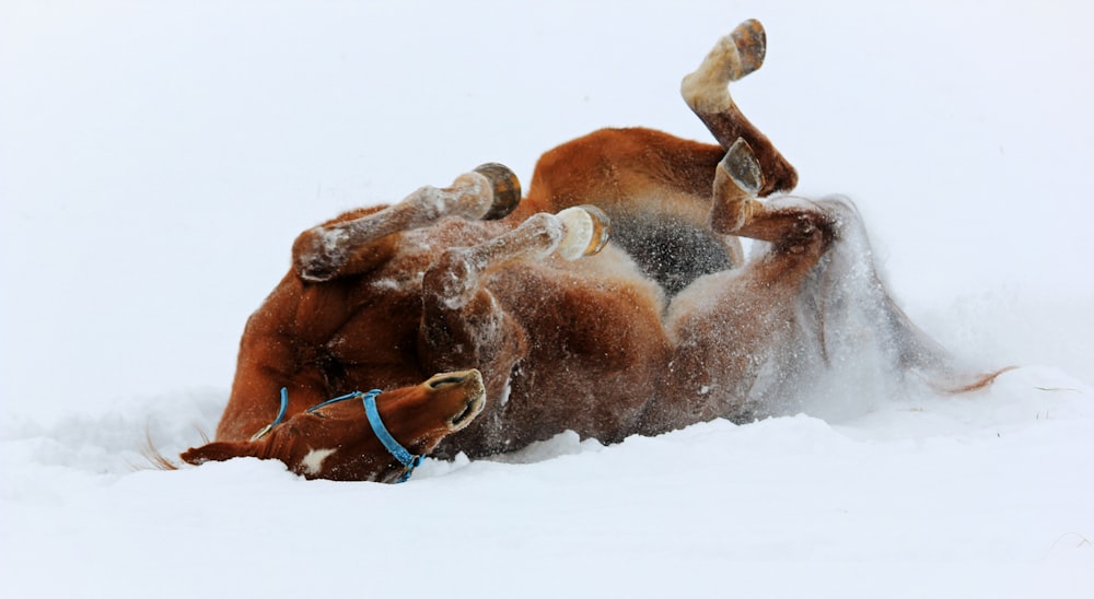 brown horse lying on ground covered with snow