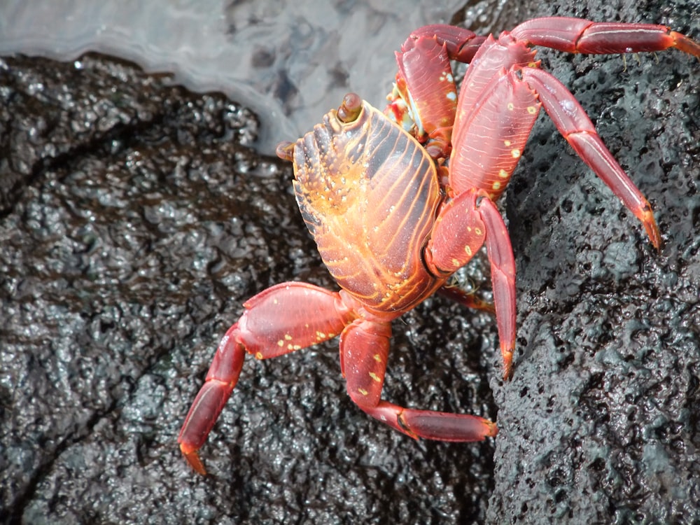 brown and black crab on stone