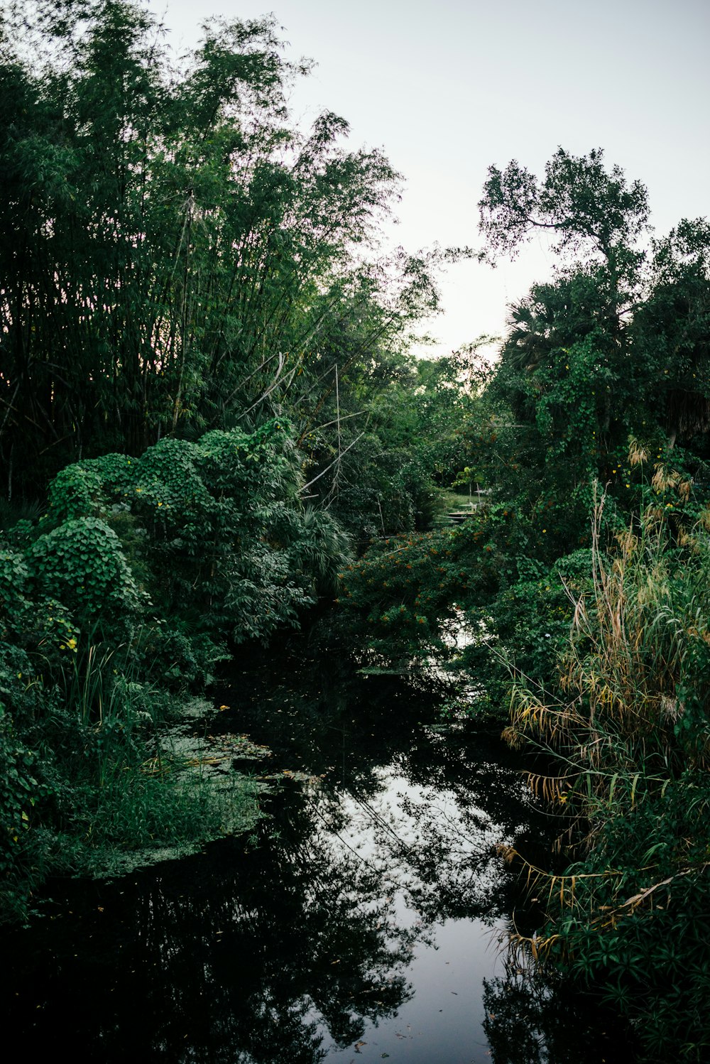 body of water between trees and plants