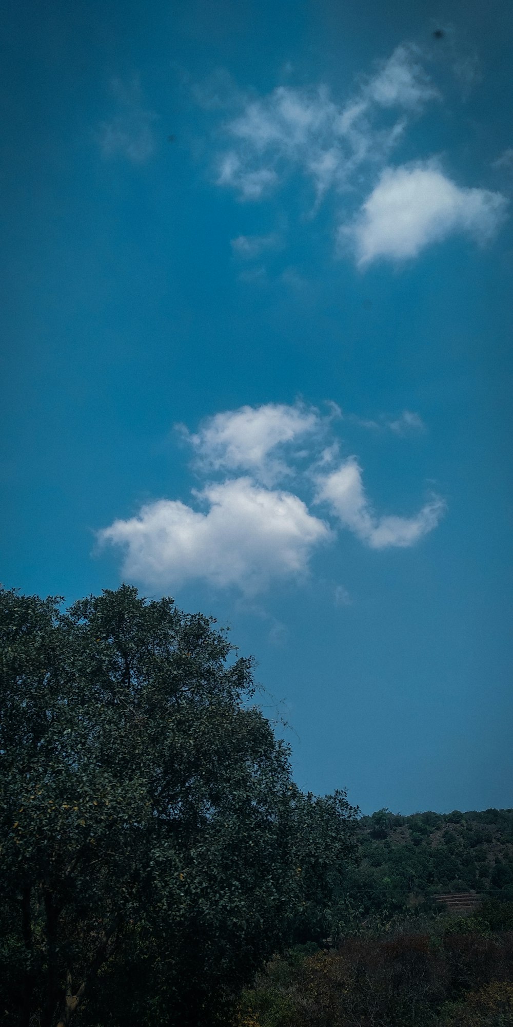 view photography of green trees during daytime