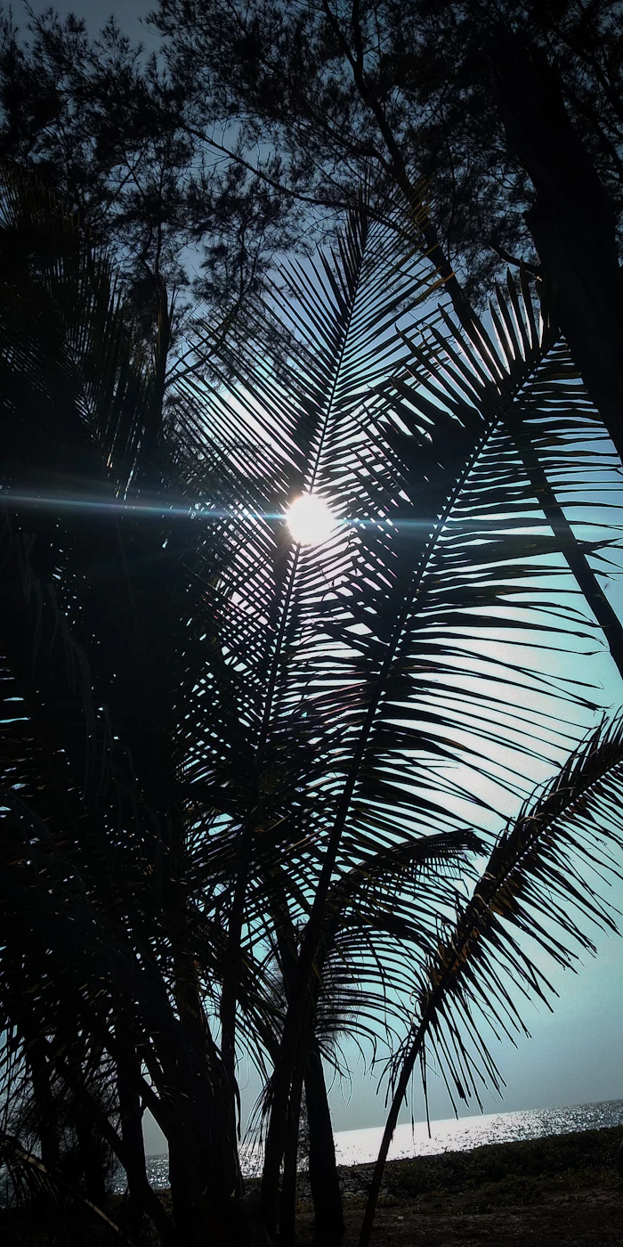 Coconut palm against the sky