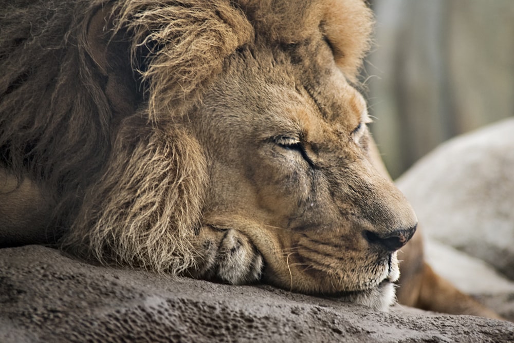 closeup photography of brown lion